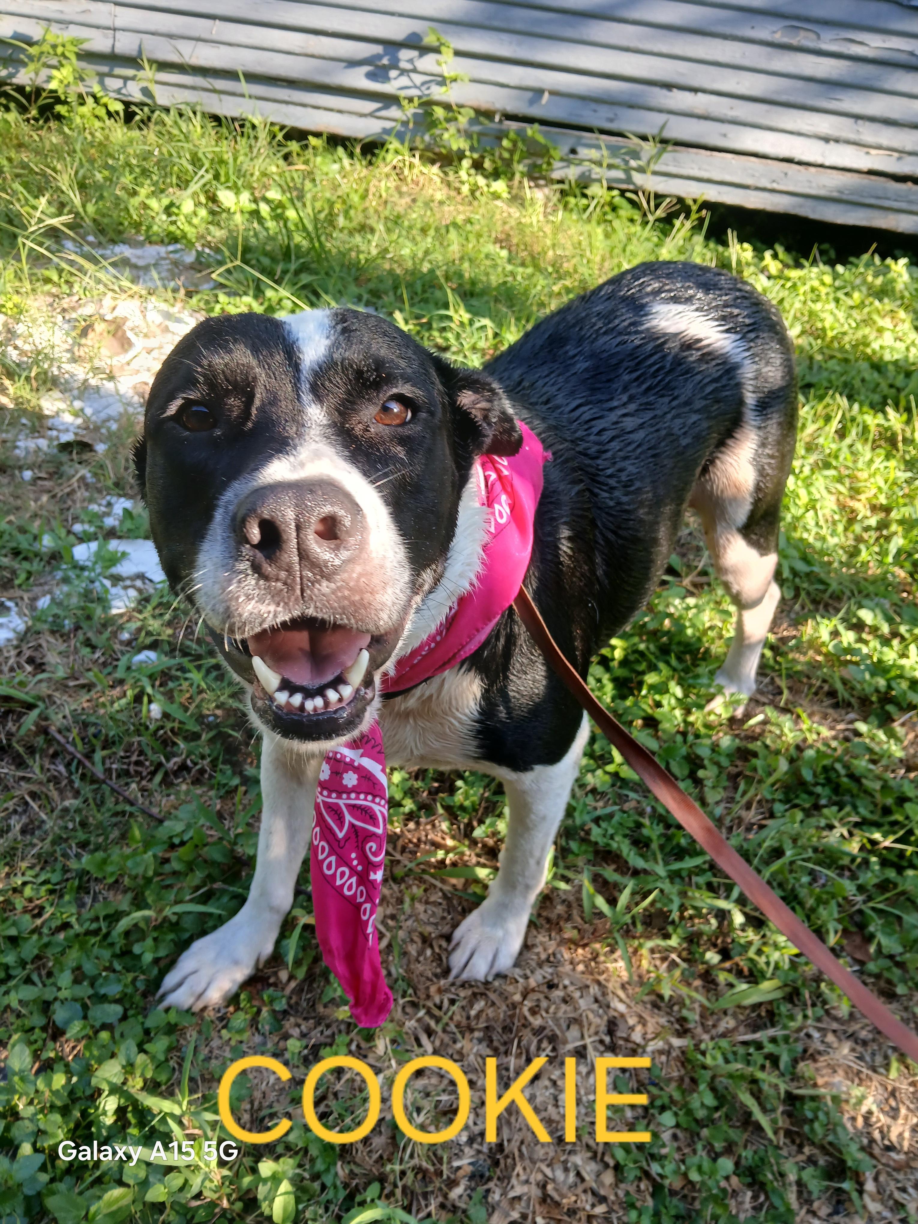 Enlarge Cookie, a Adopted mixed breed in Salem, NH image 3/6