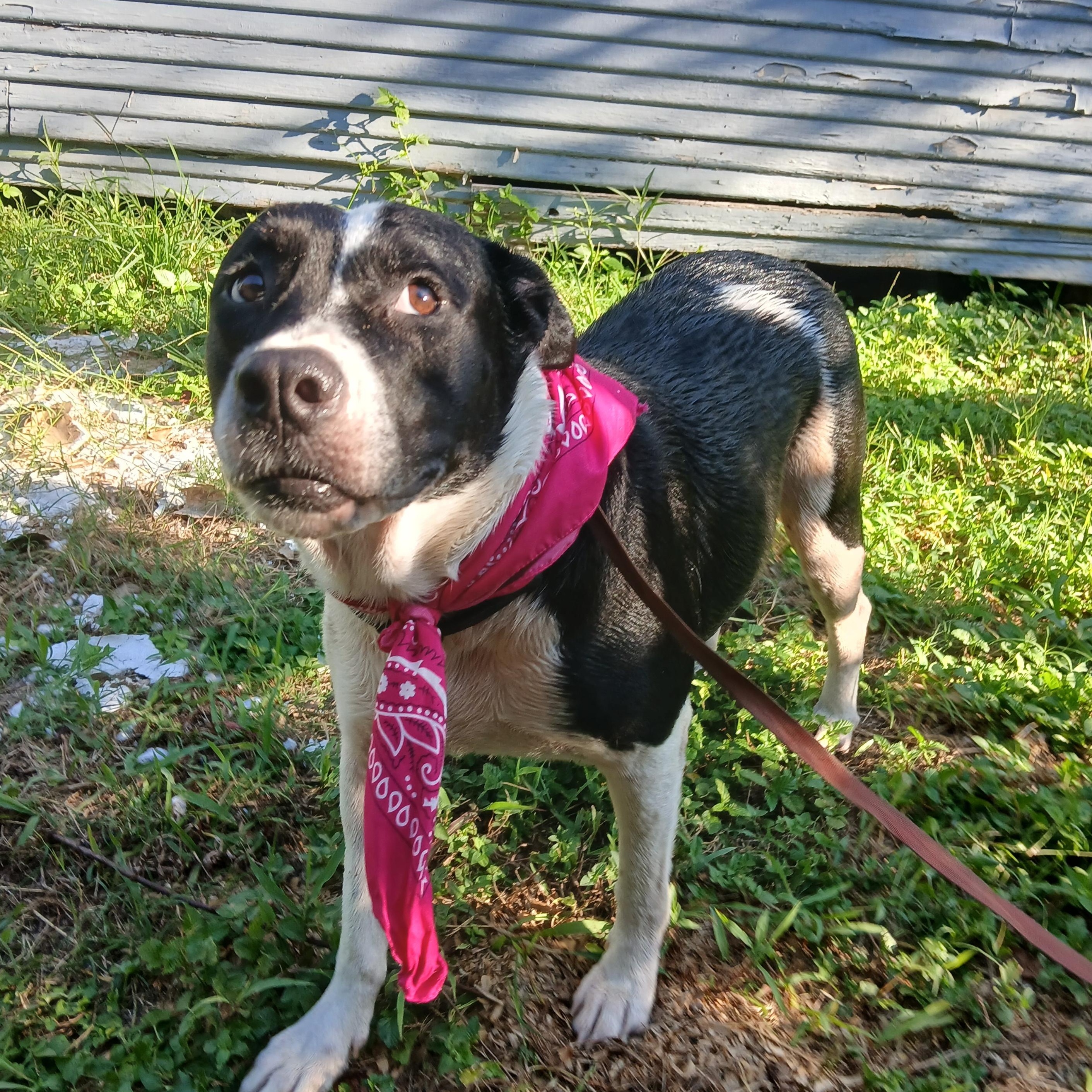 Enlarge Cookie, a Adopted mixed breed in Salem, NH image 1/6