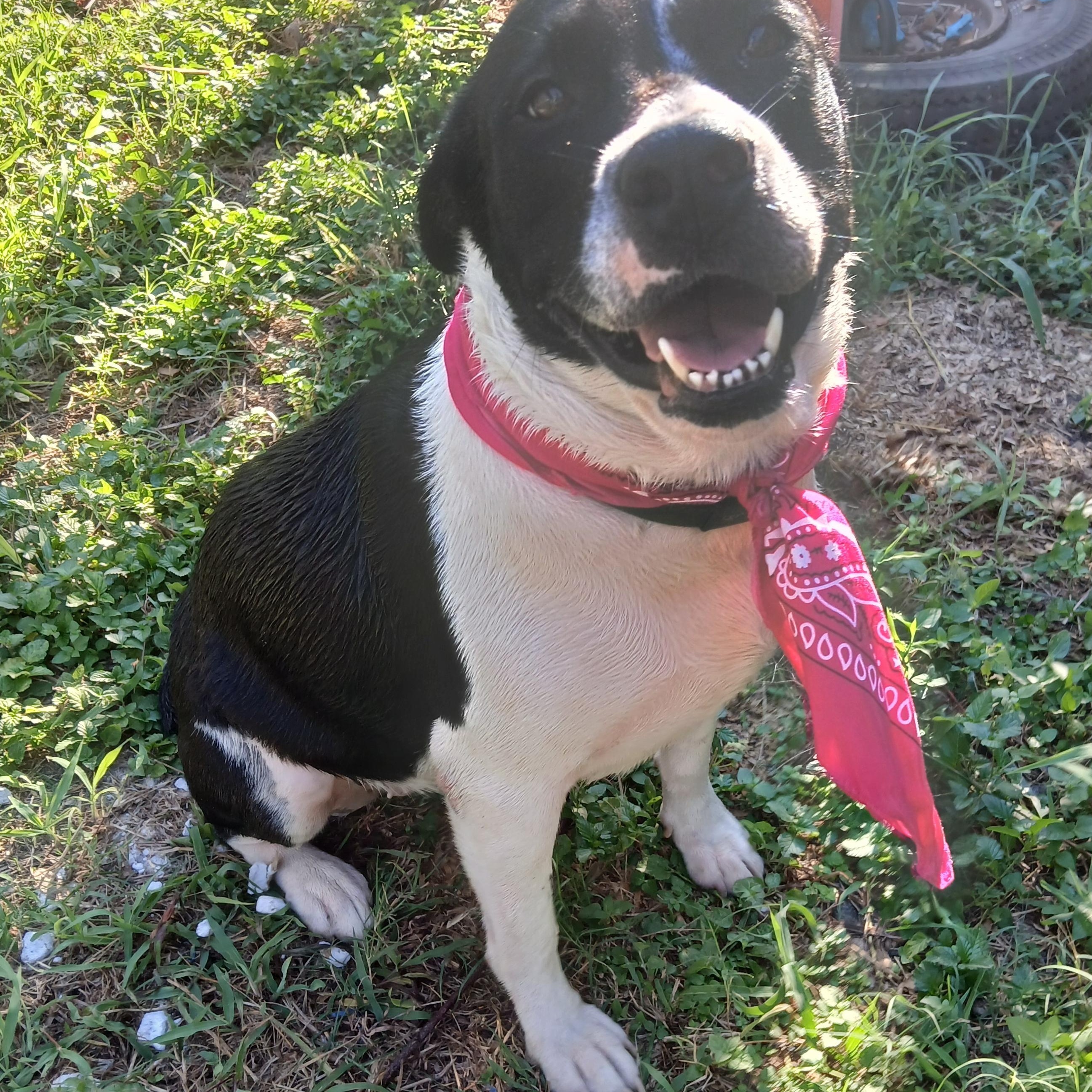 Enlarge Cookie, a Adopted mixed breed in Salem, NH image 6/6