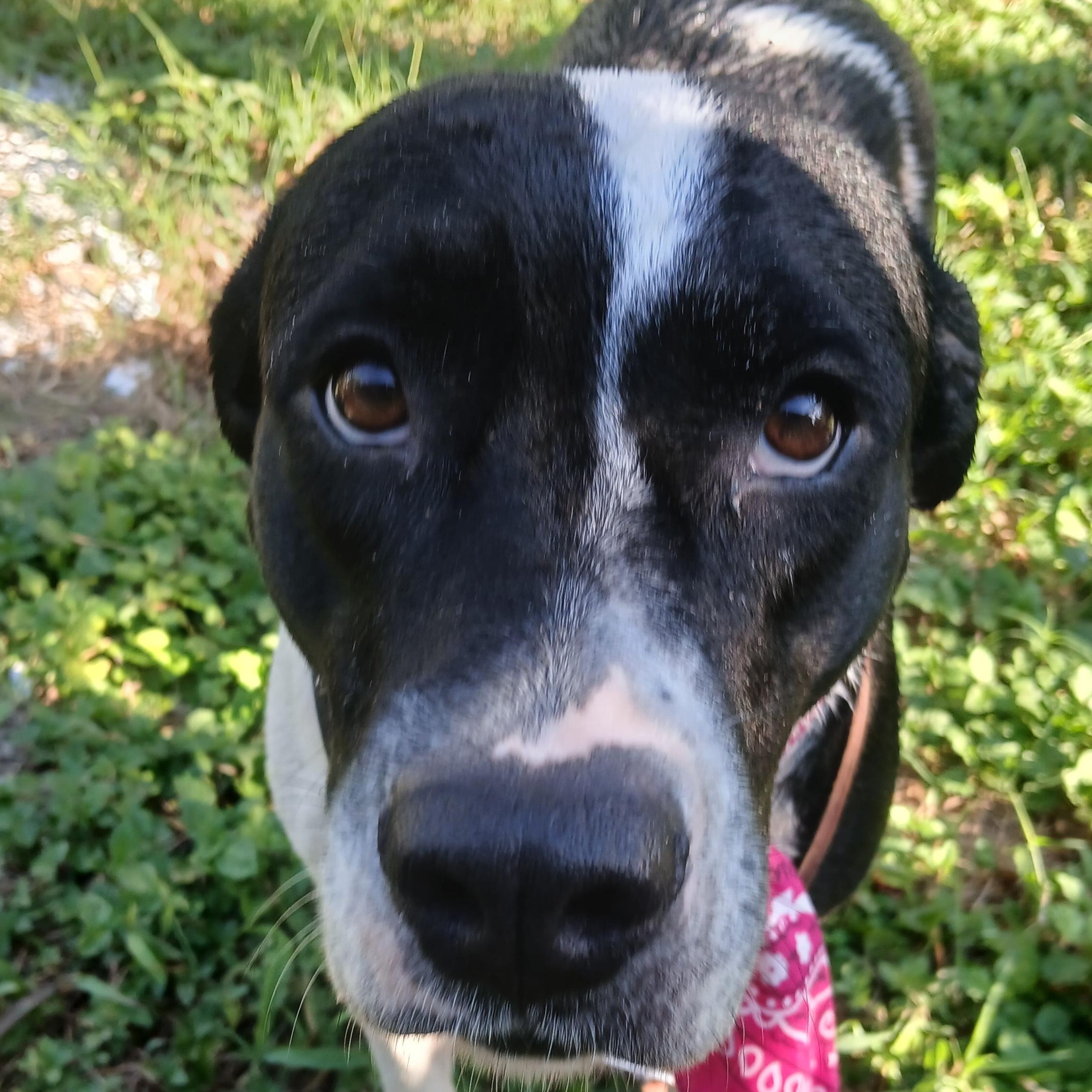 Enlarge Cookie, a Adopted mixed breed in Salem, NH image 4/6