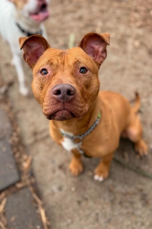 Enlarge Perkins, a Adoptable Mixed Breed in Miamitown, OH image 2/3