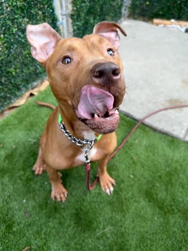 Enlarge Perkins, a Adoptable Mixed Breed in Miamitown, OH image 3/3