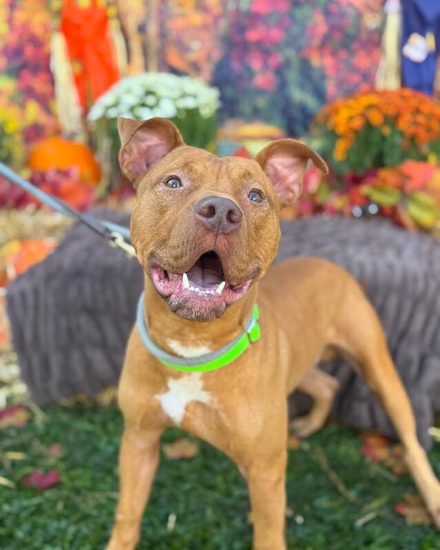 Perkins, Adoptable, Adult Male Mixed Breed.