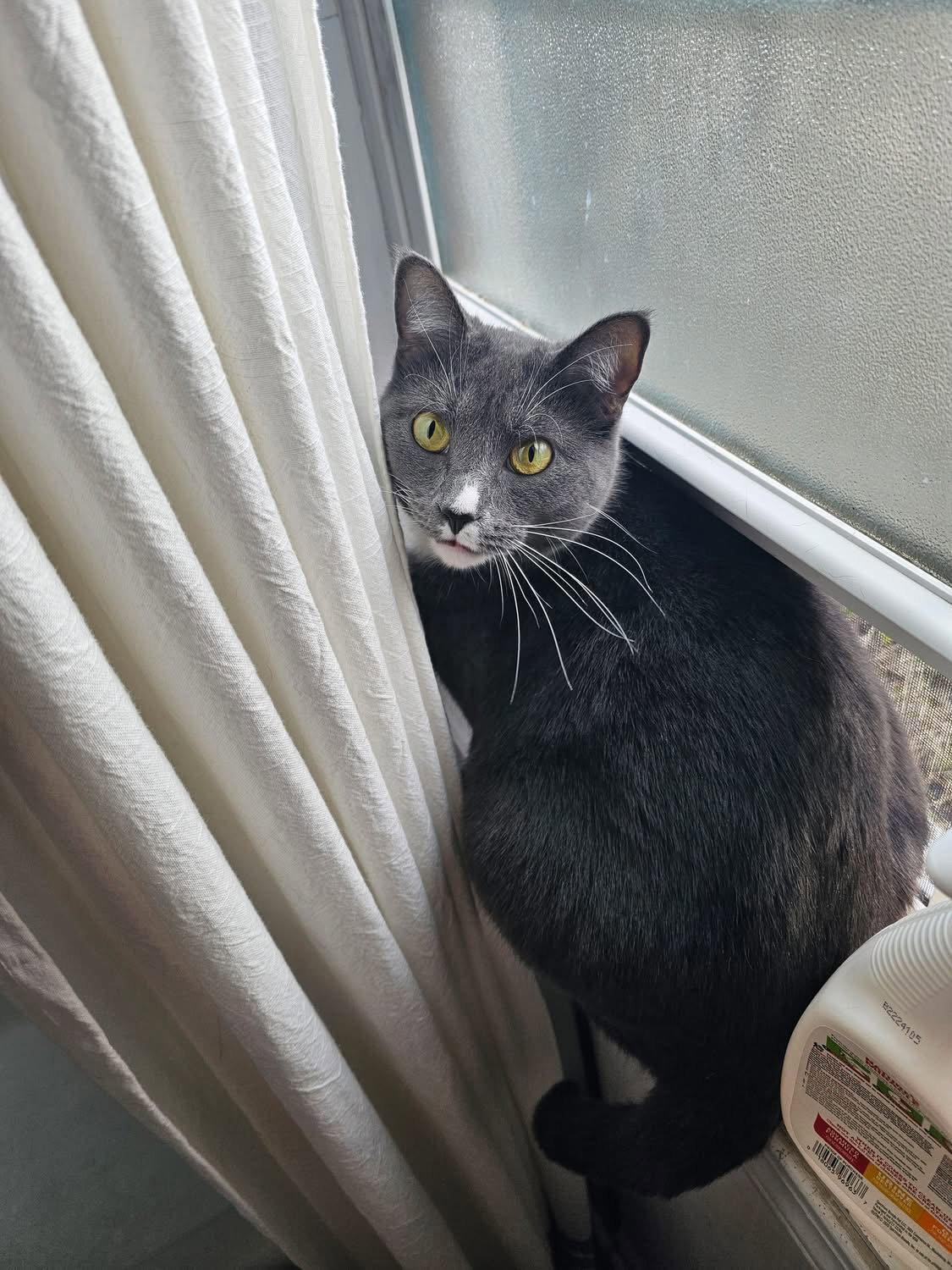 Freya: My Home to Yours: Not at shelter, Adoptable, Adult Female Domestic Short Hair.