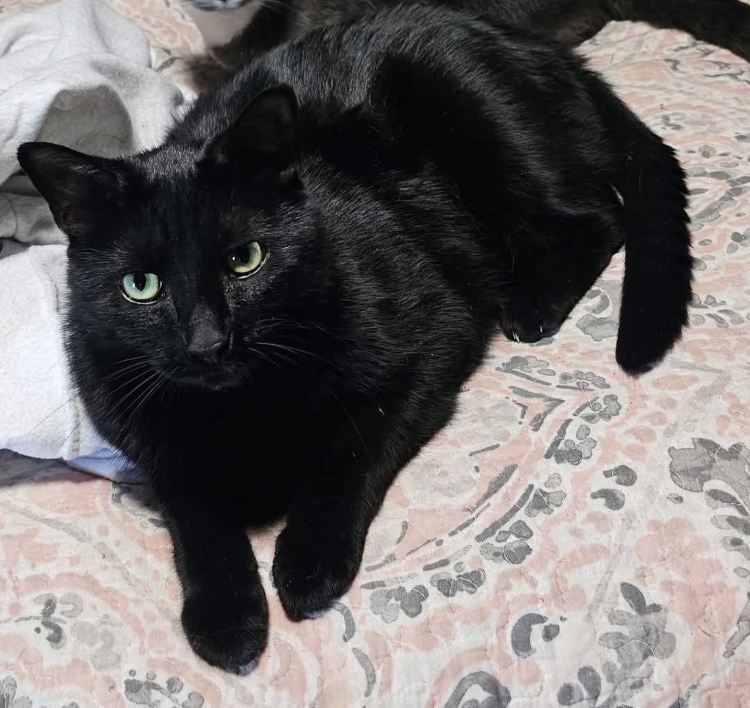 Enlarge Freya: My Home to Yours: Not at shelter, a Adoptable Domestic Short Hair in Rustburg, VA image 2/2