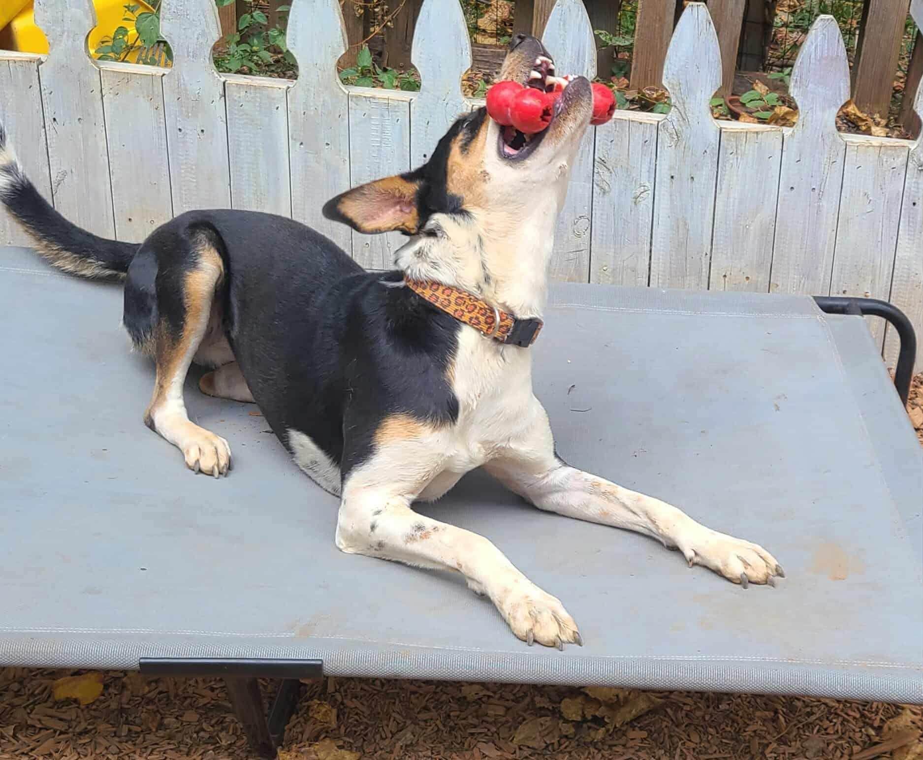 Enlarge Sammie, a Adoptable mixed breed in Roanoke, AL image 5/6