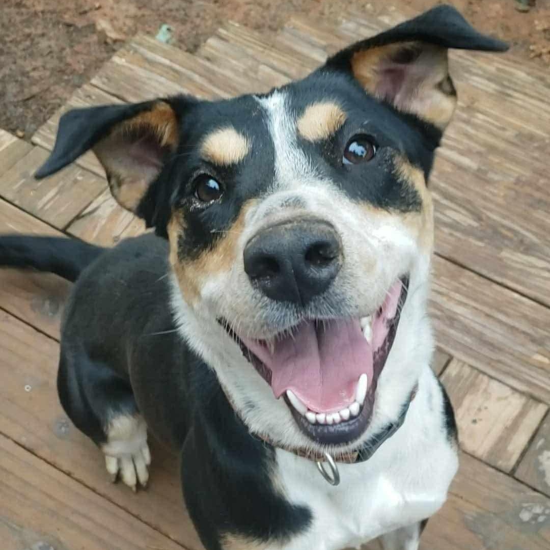 Enlarge Sammie, a Adoptable mixed breed in Roanoke, AL image 2/6