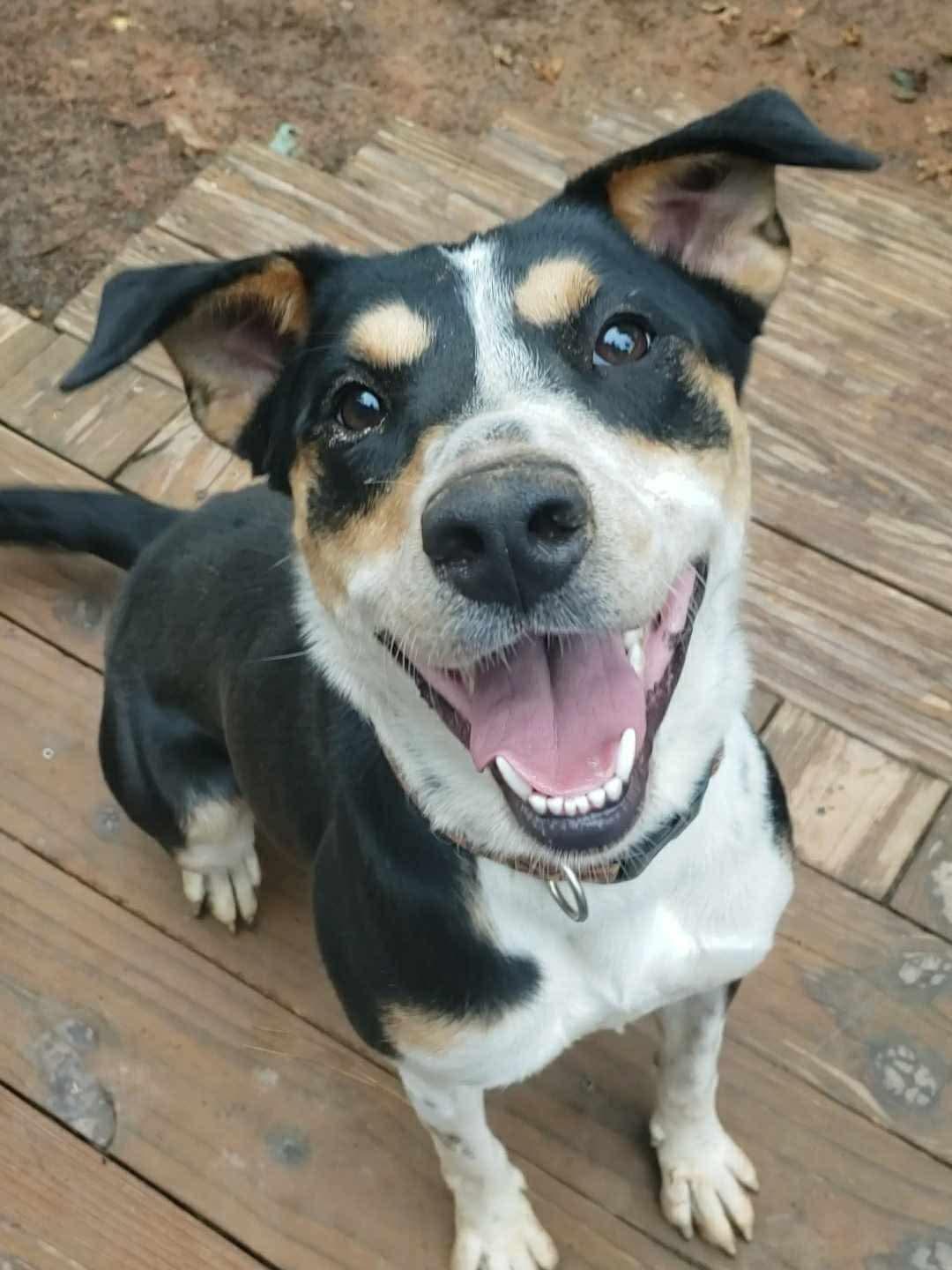 Sammie, a Adoptable mixed breed in Roanoke, AL image 4/6