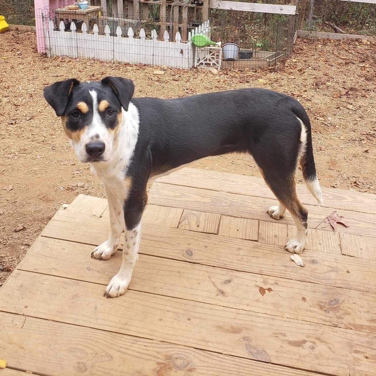 Enlarge Sammie, a Adoptable mixed breed in Roanoke, AL image 4/6