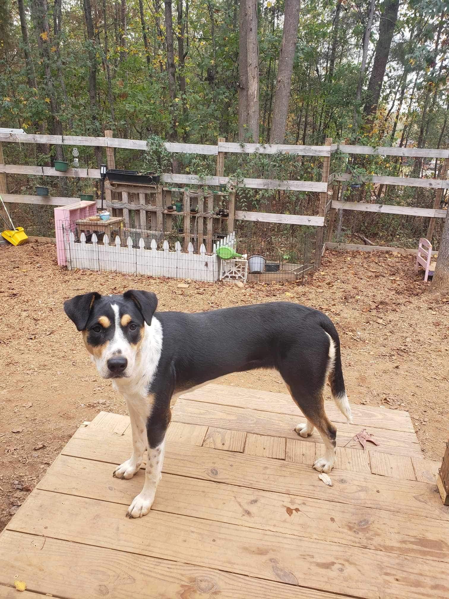 Sammie, a Adoptable mixed breed in Roanoke, AL image 6/6