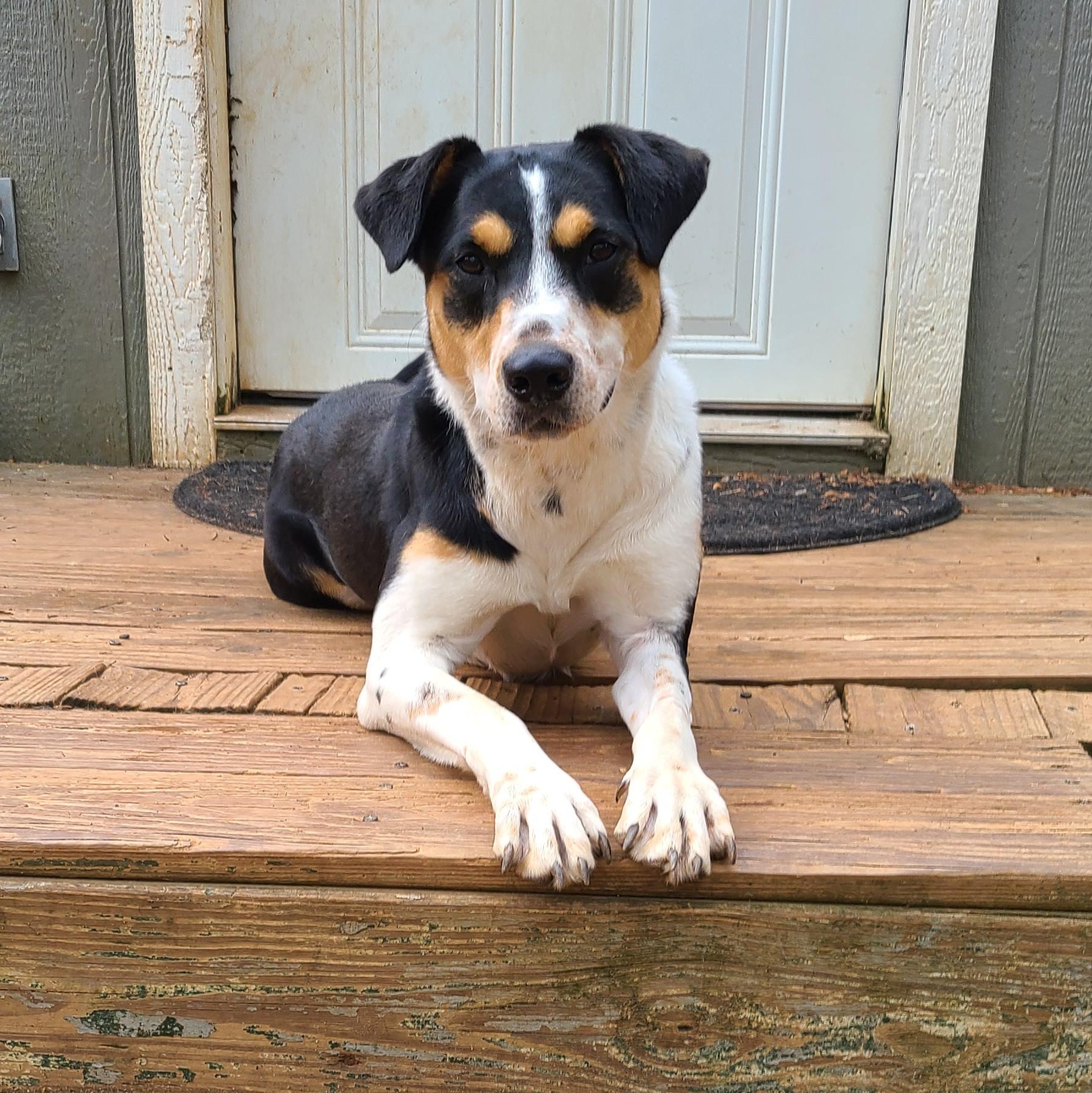 Sammie, Adoptable, Adult Female Border Collie & Hound.