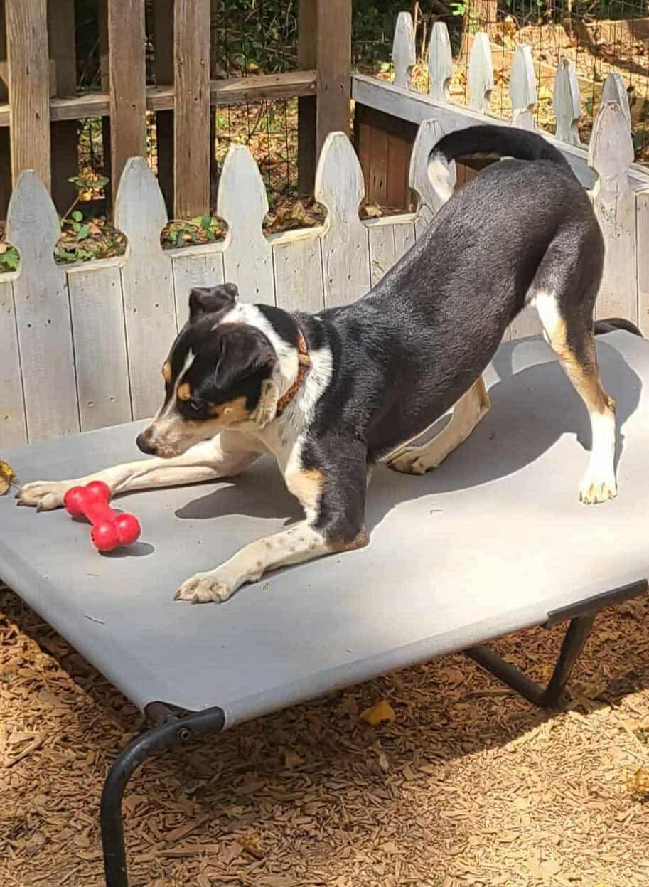 Enlarge Sammie, a Adoptable mixed breed in Roanoke, AL image 3/6