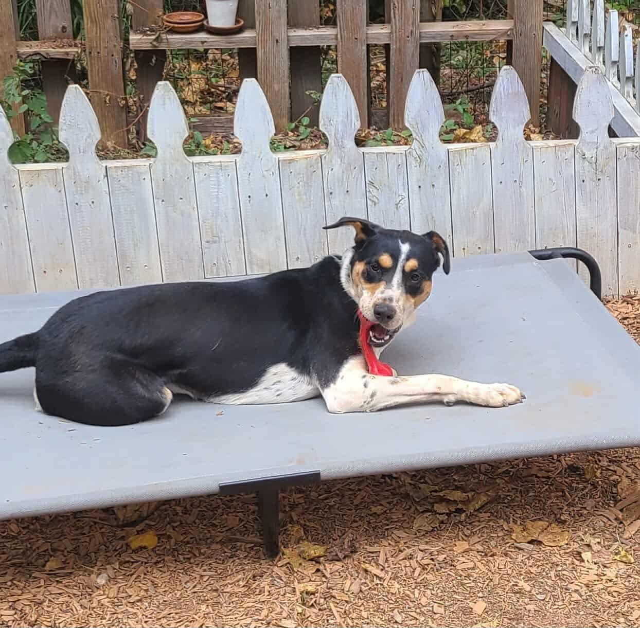 Sammie, a Adoptable mixed breed in Roanoke, AL image 2/6