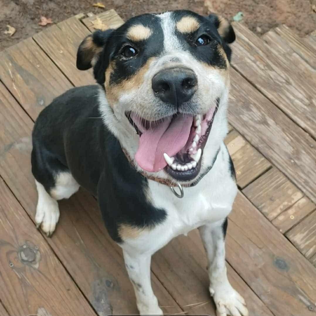 Enlarge Sammie, a Adoptable mixed breed in Roanoke, AL image 4/6