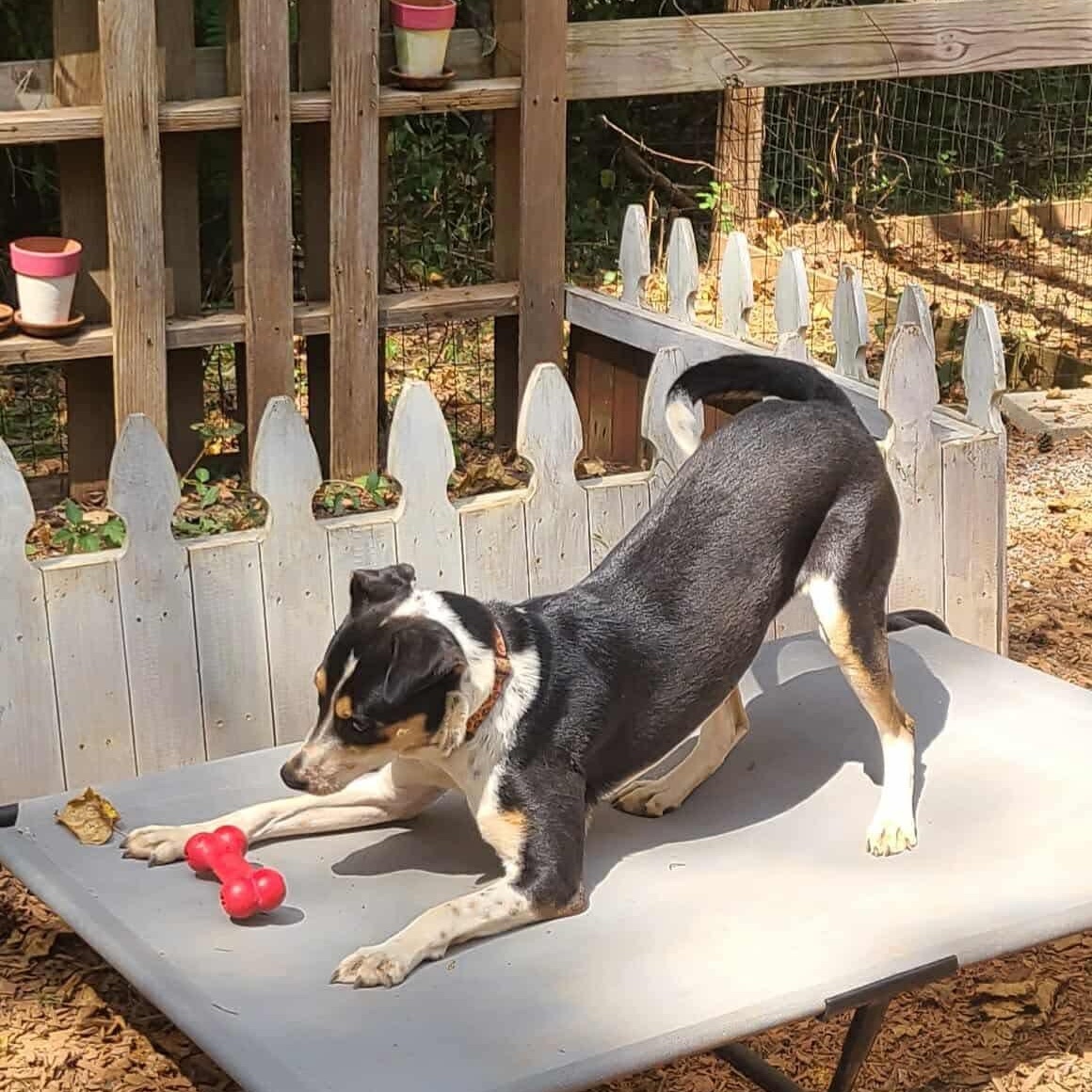 Enlarge Sammie, a Adoptable mixed breed in Roanoke, AL image 5/6