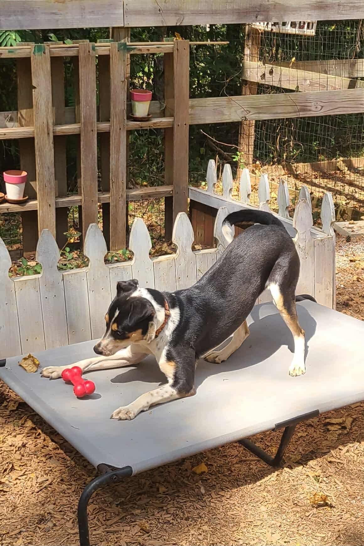 Sammie, a Adoptable mixed breed in Roanoke, AL image 3/6