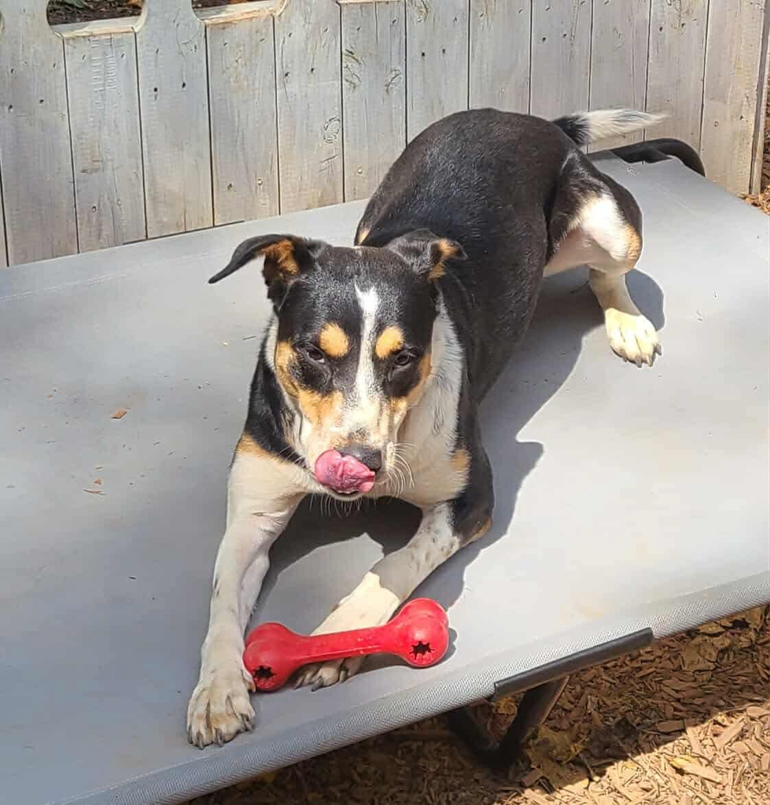 Sammie, a Adoptable mixed breed in Roanoke, AL image 5/6