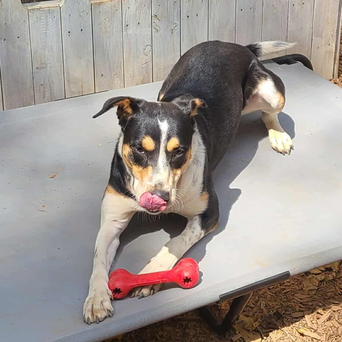 Enlarge Sammie, a Adoptable mixed breed in Roanoke, AL image 6/6