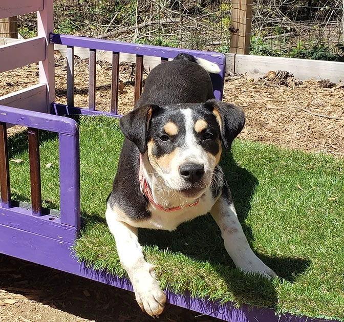 Sammie, Adoptable, Adult Female Border Collie & Hound.