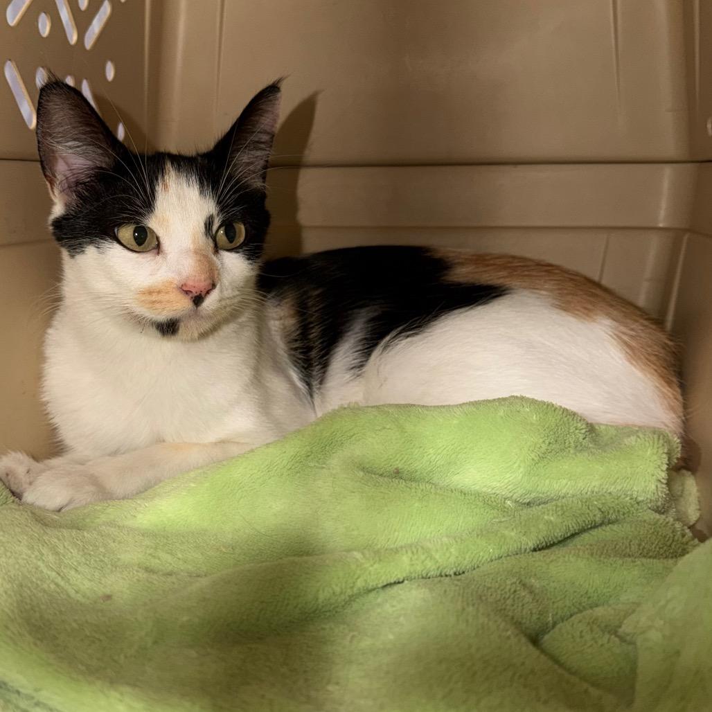 Emily, Adoptable, Adult Female Domestic Short Hair.