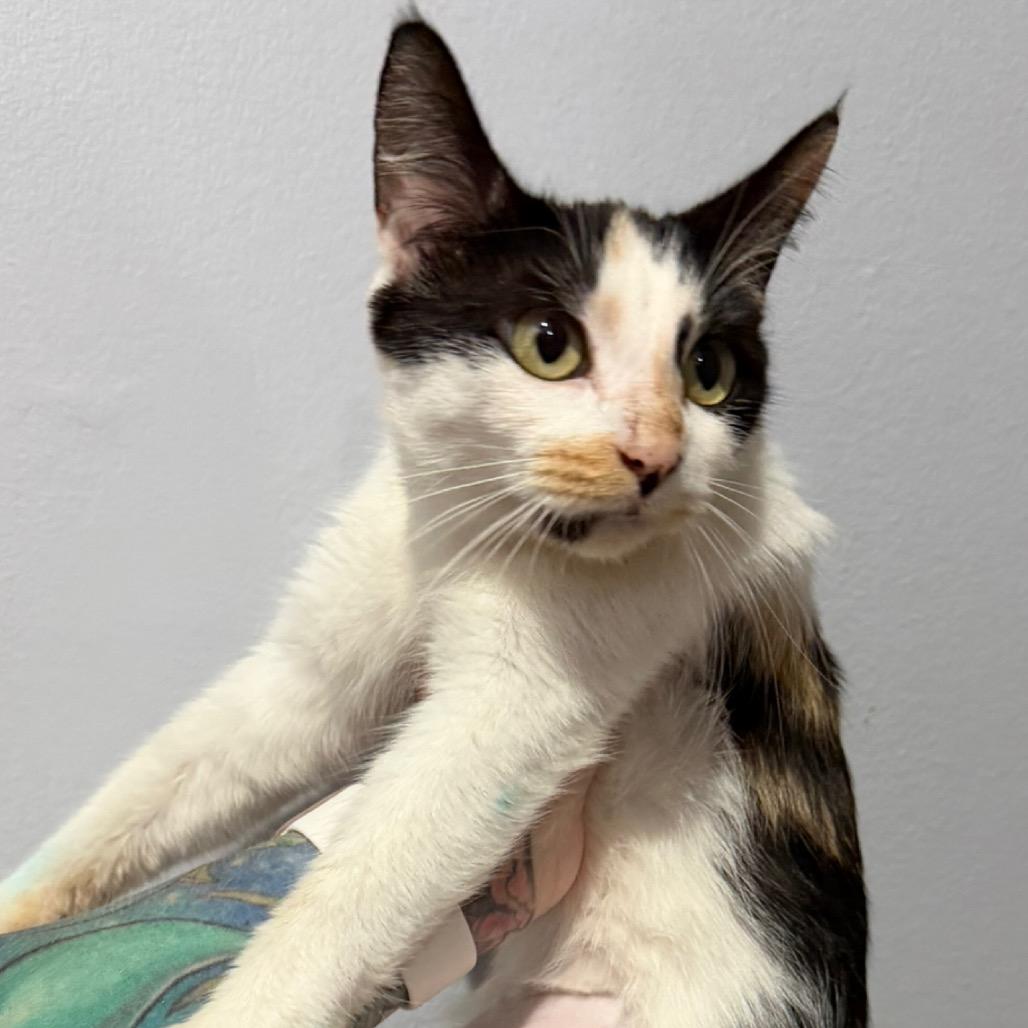 Enlarge Emily, a Adoptable Domestic Short Hair in Simi Valley, CA image 2/3