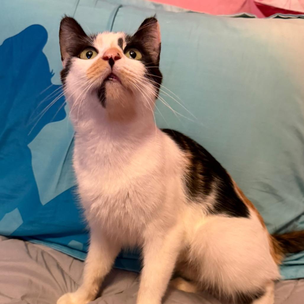 Enlarge Emily, a Adoptable Domestic Short Hair in Simi Valley, CA image 3/3