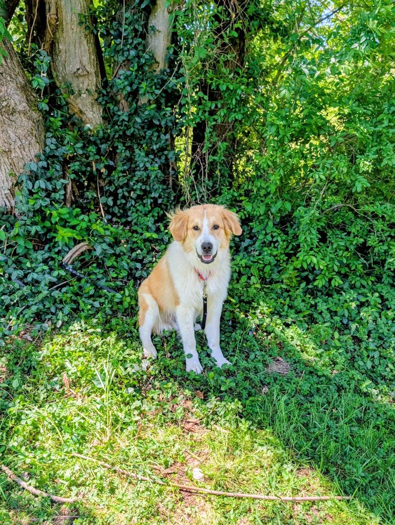 Enlarge Dudley, a ADOPTABLE Collie in Maysville, KY image 1/1