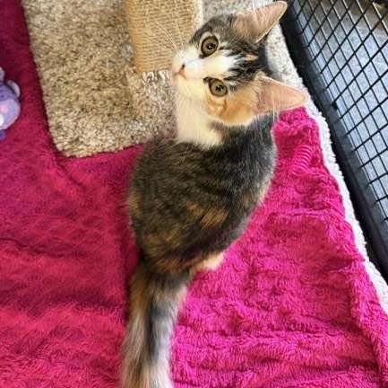 Enlarge Lyra, a Adopted Domestic Medium Hair in Portland, OR image 2/6