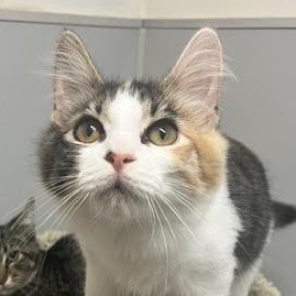 Lyra, Adopted, Kitten Female Domestic Medium Hair.