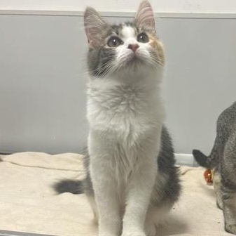 Enlarge Lyra, a Adopted Domestic Medium Hair in Portland, OR image 3/6