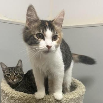 Enlarge Lyra, a Adopted Domestic Medium Hair in Portland, OR image 4/6