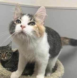 Enlarge Lyra, a Adopted Domestic Medium Hair in Portland, OR image 6/6