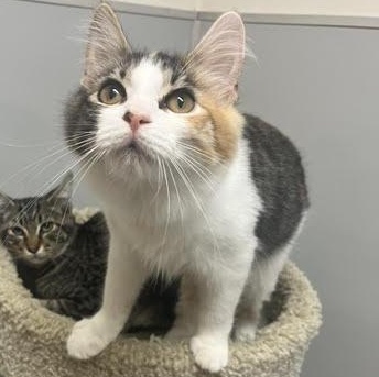 Enlarge Lyra, a Adopted Domestic Medium Hair in Portland, OR image 5/6