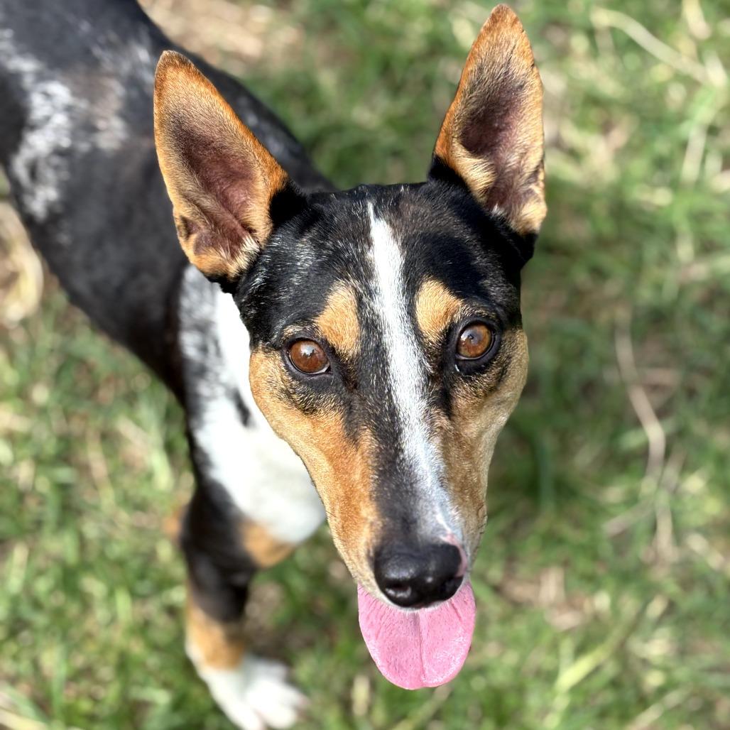Trek, Adoptable, Young Male Mixed Breed.