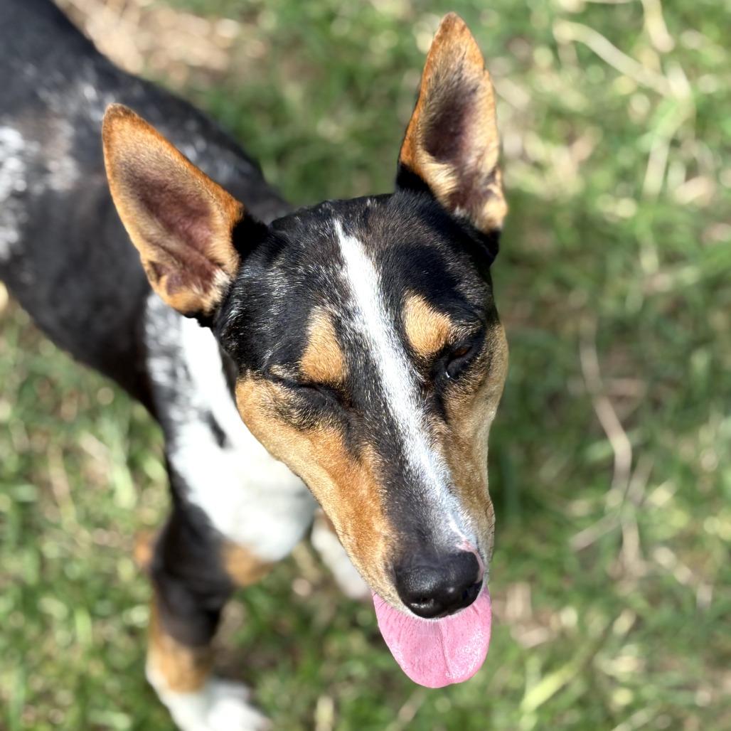 Enlarge Trek, a Adoptable Mixed Breed in Keaau, HI image 2/6