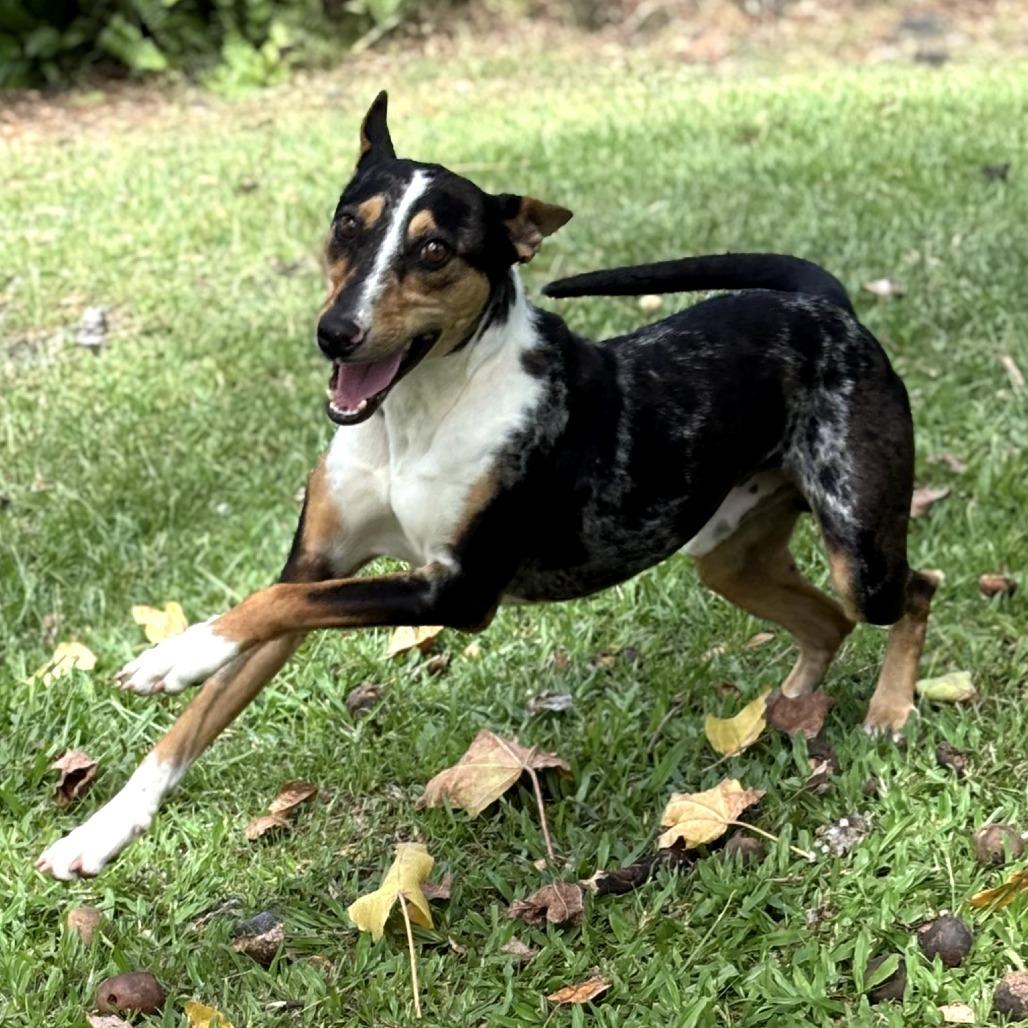 Enlarge Trek, a Adoptable Mixed Breed in Keaau, HI image 3/6