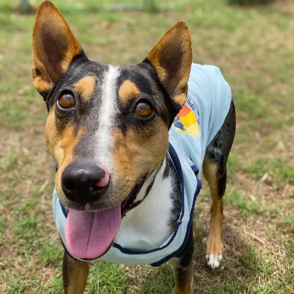 Enlarge Trek, a Adoptable Mixed Breed in Keaau, HI image 4/6