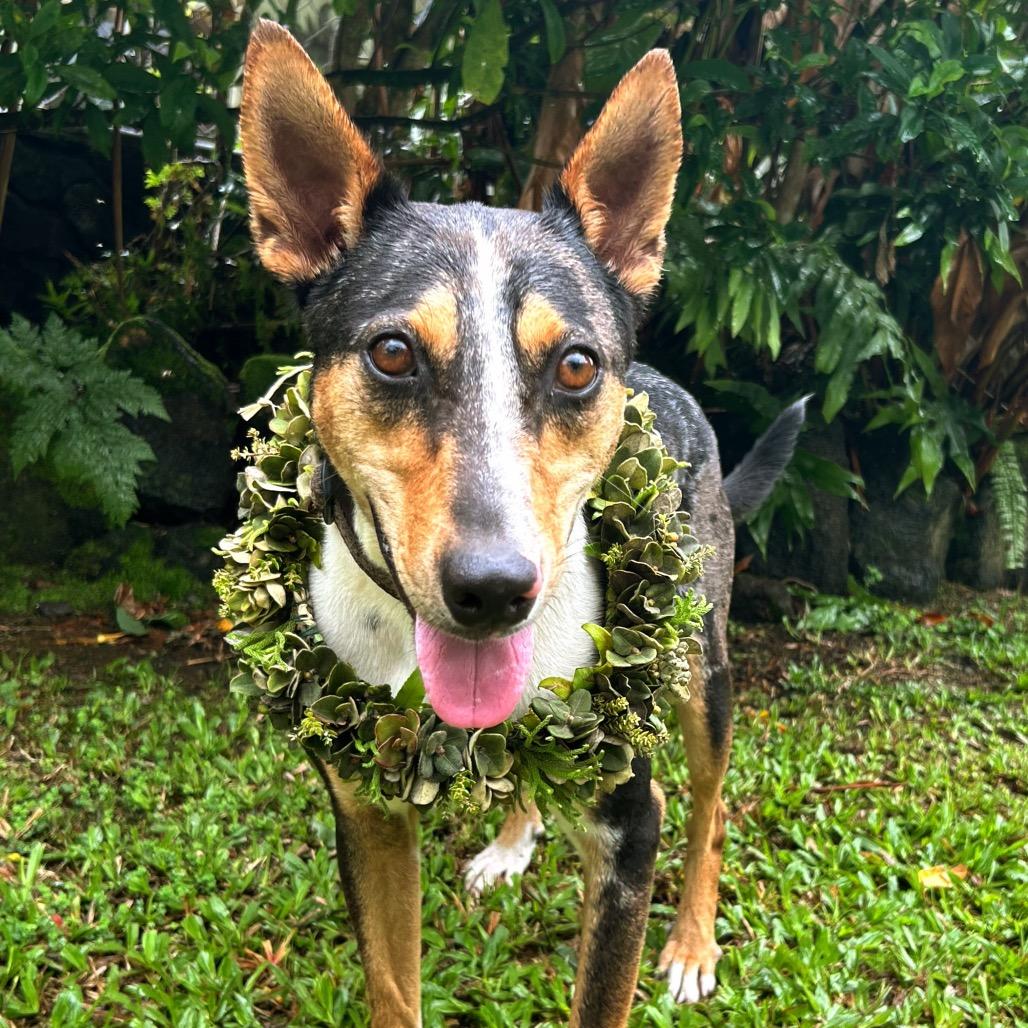 Enlarge Trek, a Adoptable Mixed Breed in Keaau, HI image 5/6