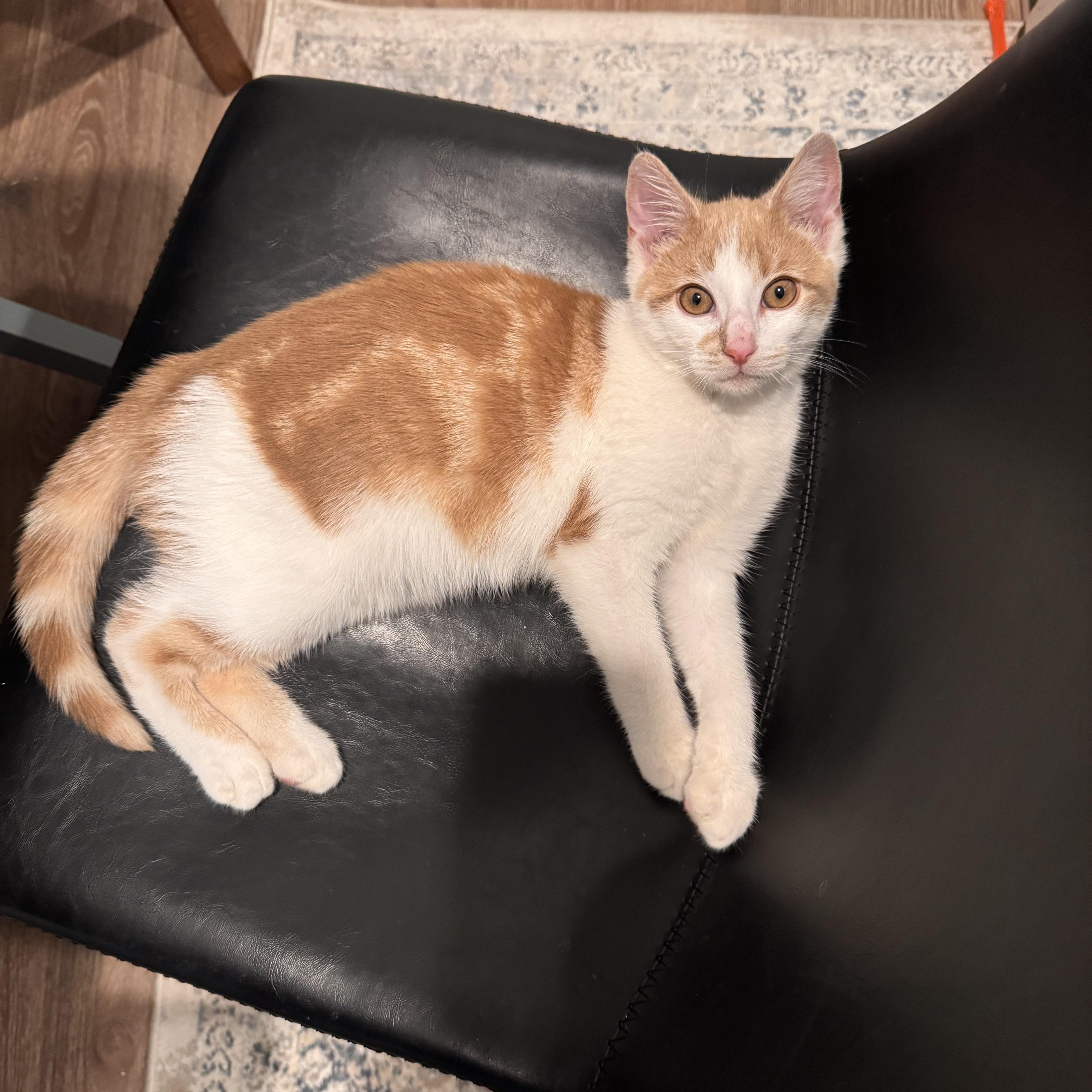 Enlarge Harvey, an adopted Domestic Short Hair in Moriches, NY image 5/6