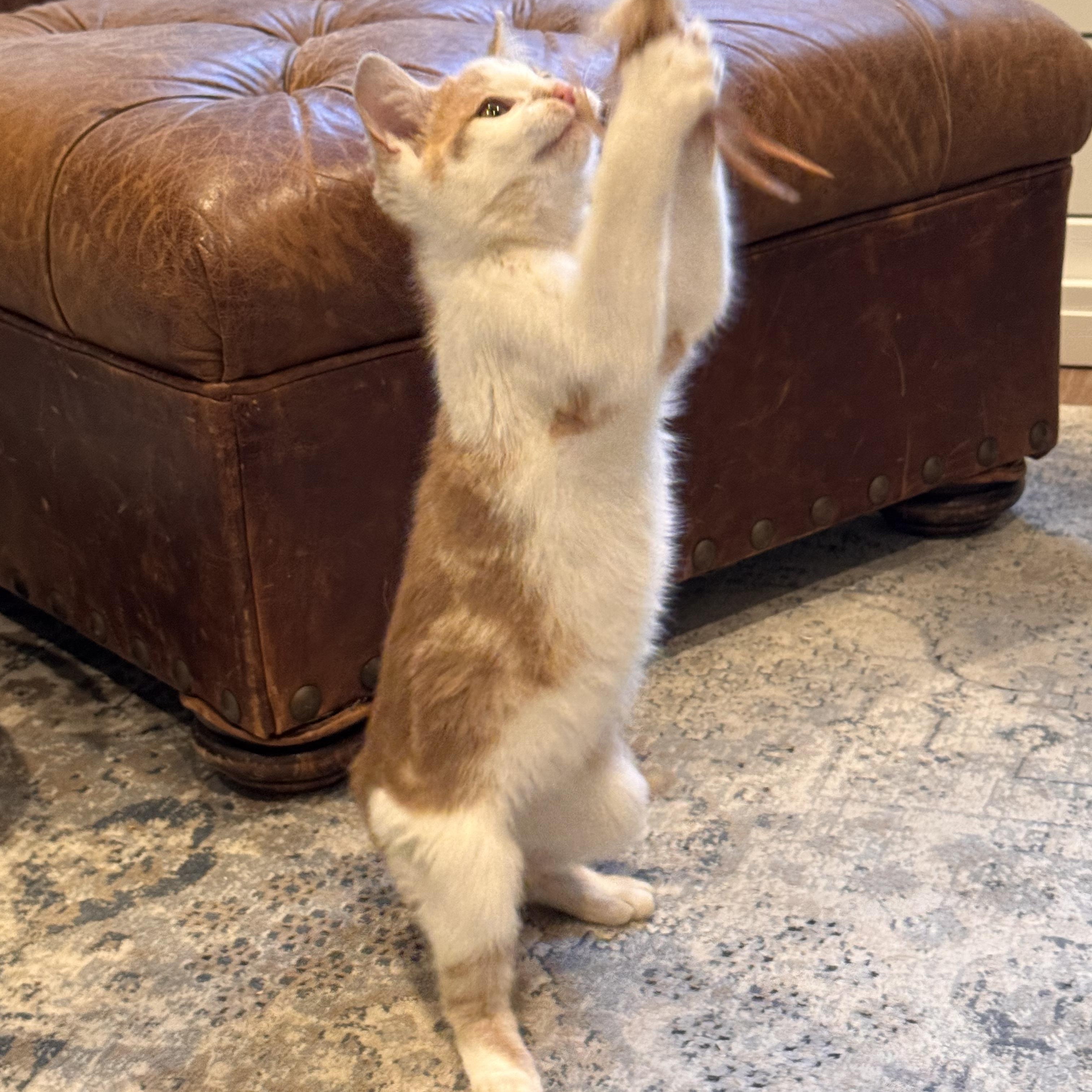 Enlarge Harvey, an adopted Domestic Short Hair in Moriches, NY image 3/6