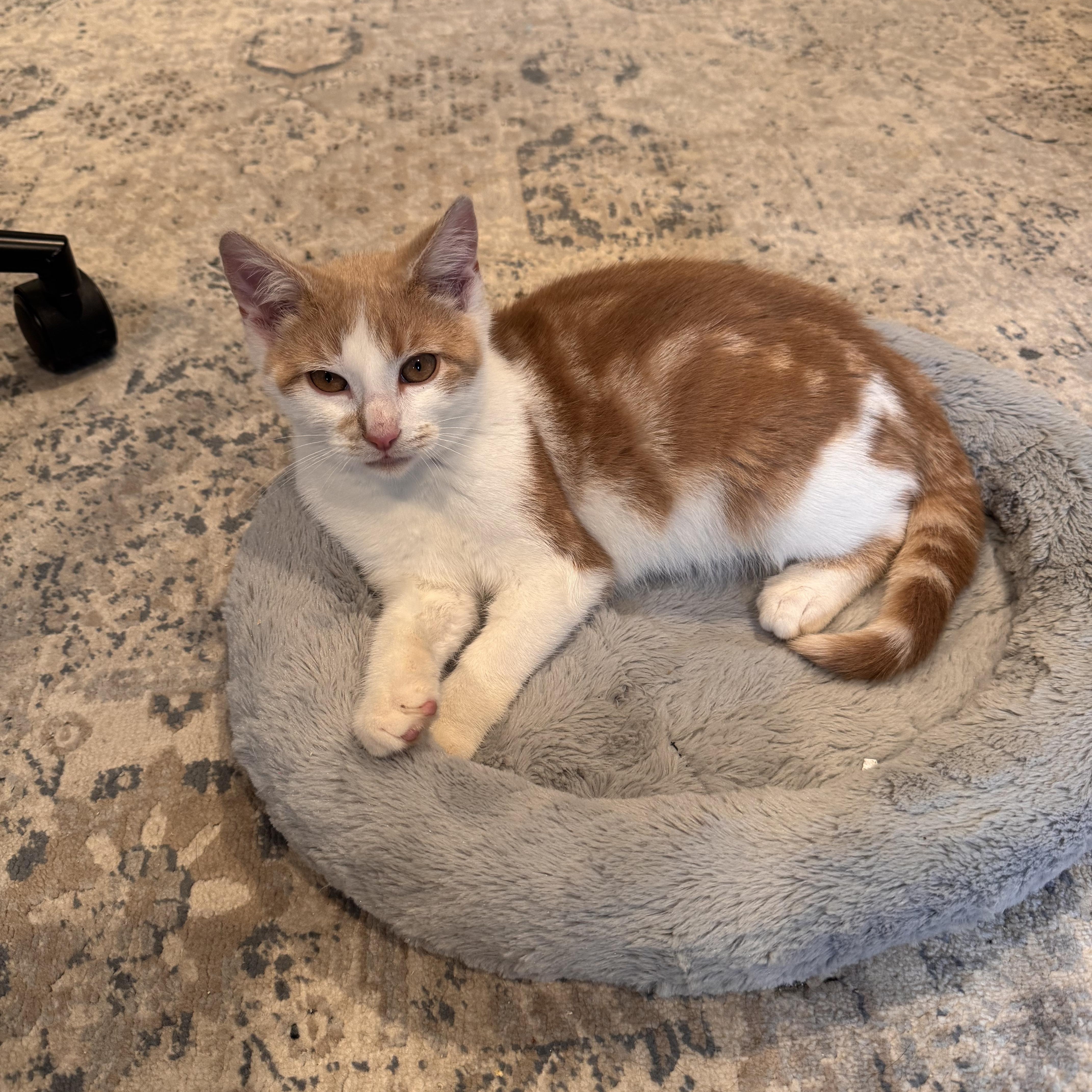 Enlarge Harvey, an adopted Domestic Short Hair in Moriches, NY image 6/6