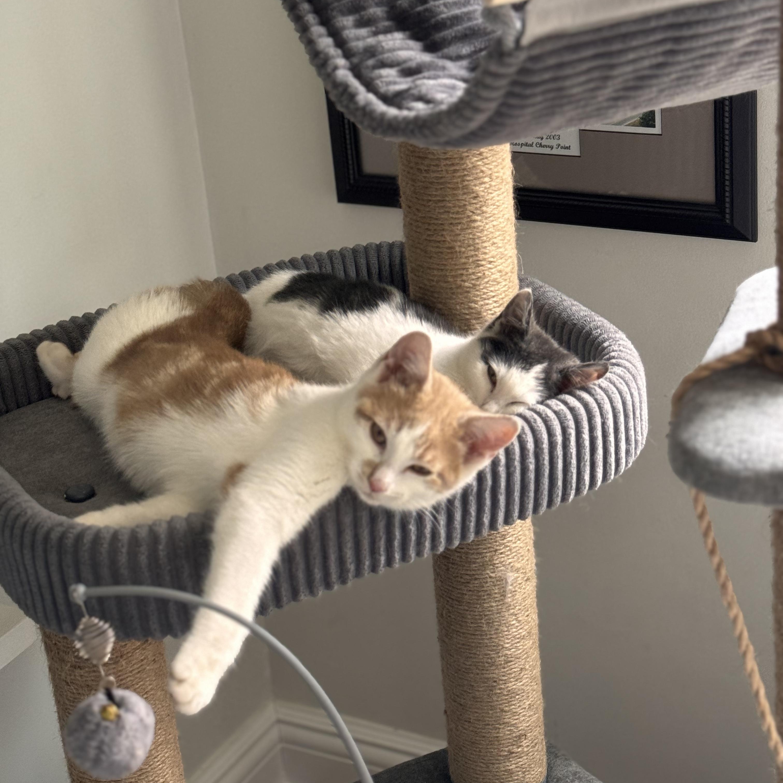 Enlarge Harvey, an adopted Domestic Short Hair in Moriches, NY image 2/6