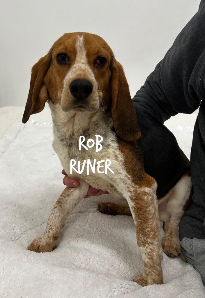 Enlarge Rob RUNer, a Adoptable Beagle in Jacksonville, IL image 1/1