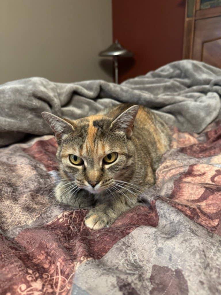 Cleo, Adoptable, Adult Female Domestic Short Hair.