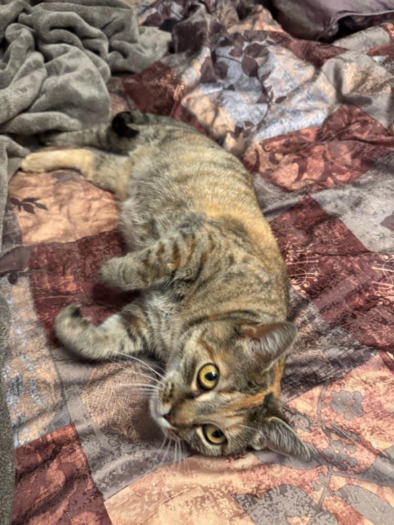 Enlarge Cleo, a Adoptable Domestic Short Hair in Brantford, ON image 2/4