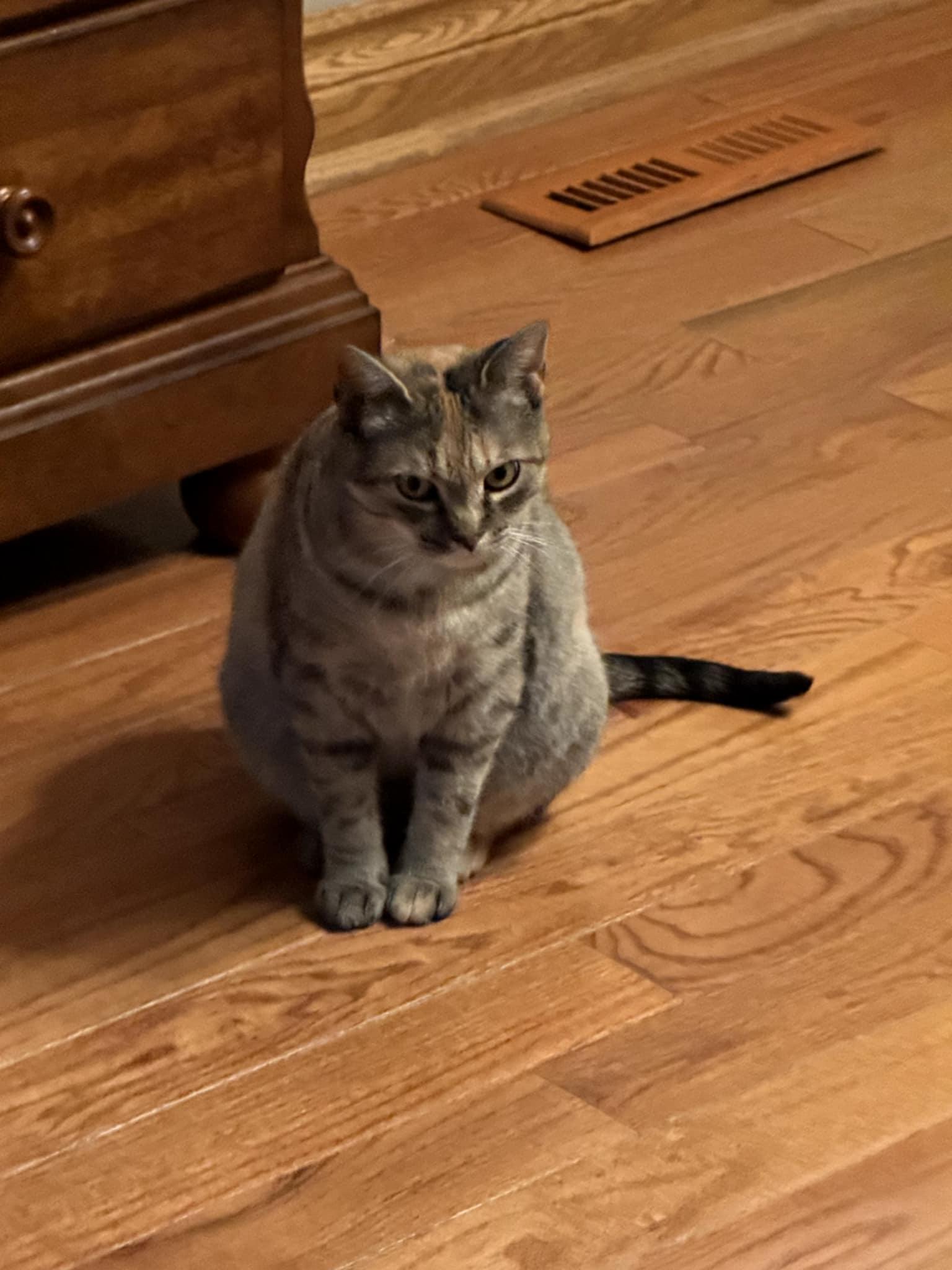 Enlarge Cleo, a Adoptable Domestic Short Hair in Brantford, ON image 3/4