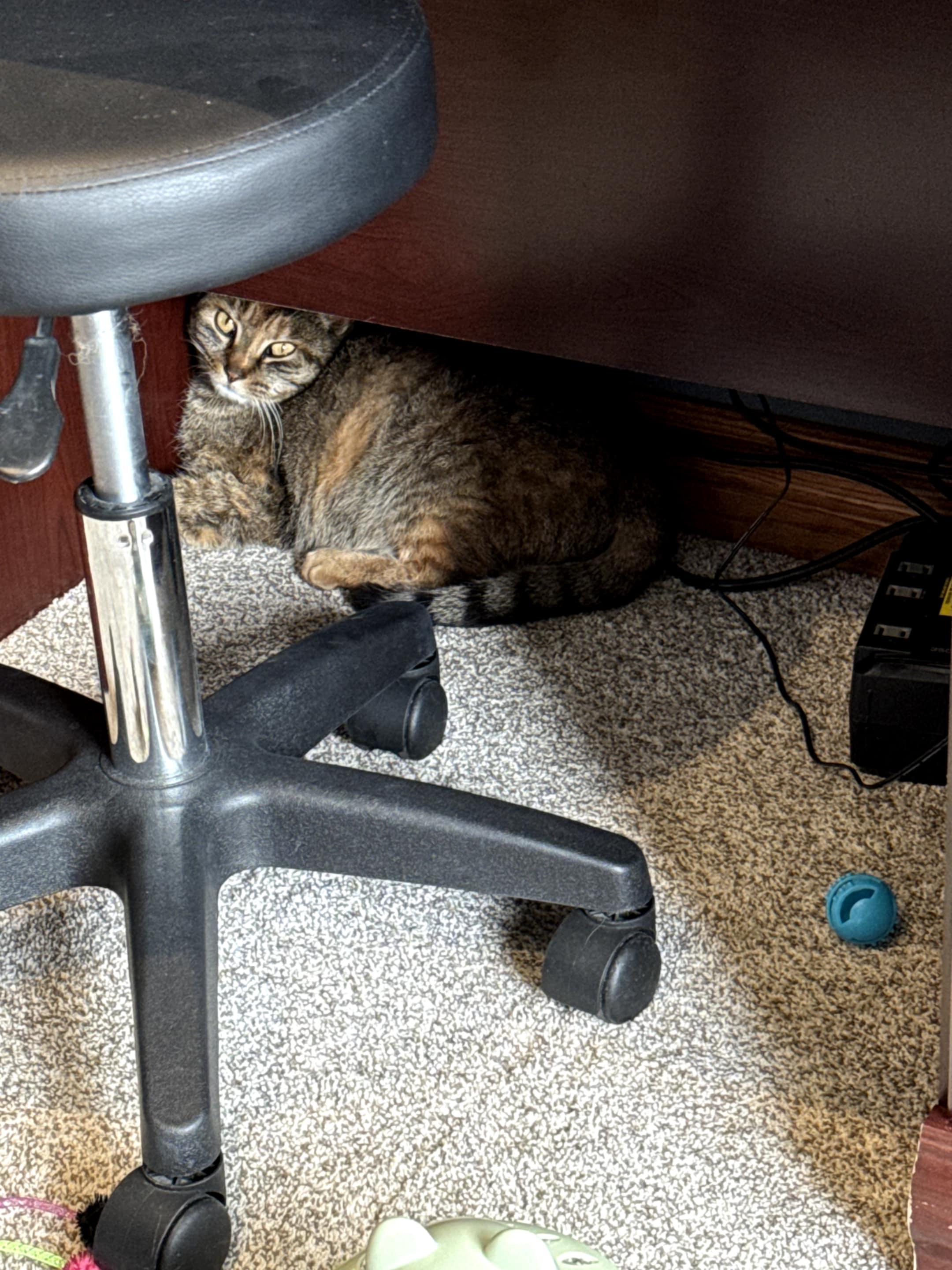 Enlarge Cleo, a Adoptable Domestic Short Hair in Brantford, ON image 4/4