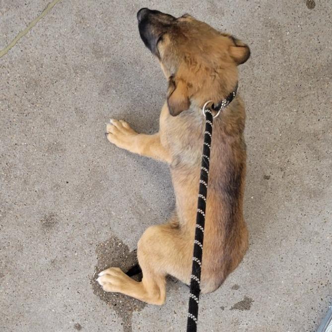 Rocky, Adoptable, Puppy Male Mixed Breed.