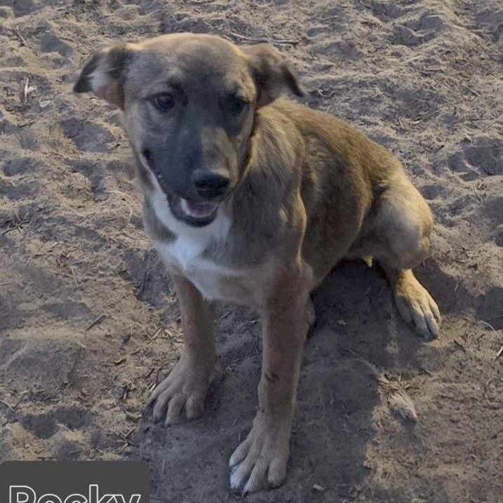 Enlarge Rocky, a Adoptable Mixed Breed in Las Cruces, NM image 2/5