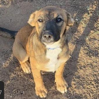Enlarge Rocky, a Adoptable Mixed Breed in Las Cruces, NM image 3/5